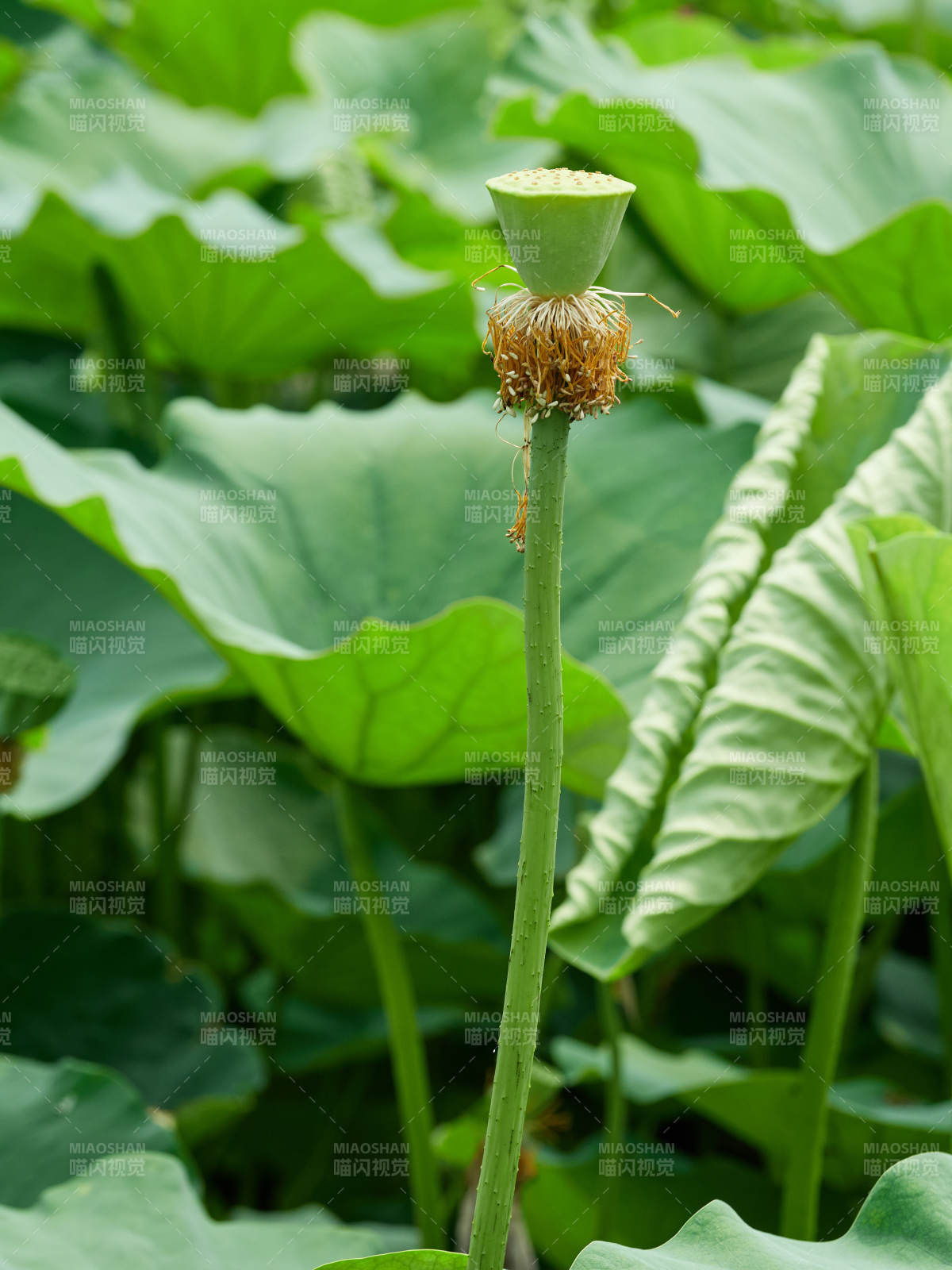 翠绿荷叶环绕的新生莲蓬荷塘特写图片