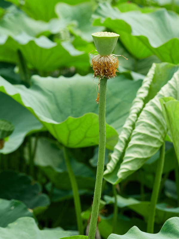 翠绿荷叶环绕的新生莲蓬荷塘特写图片