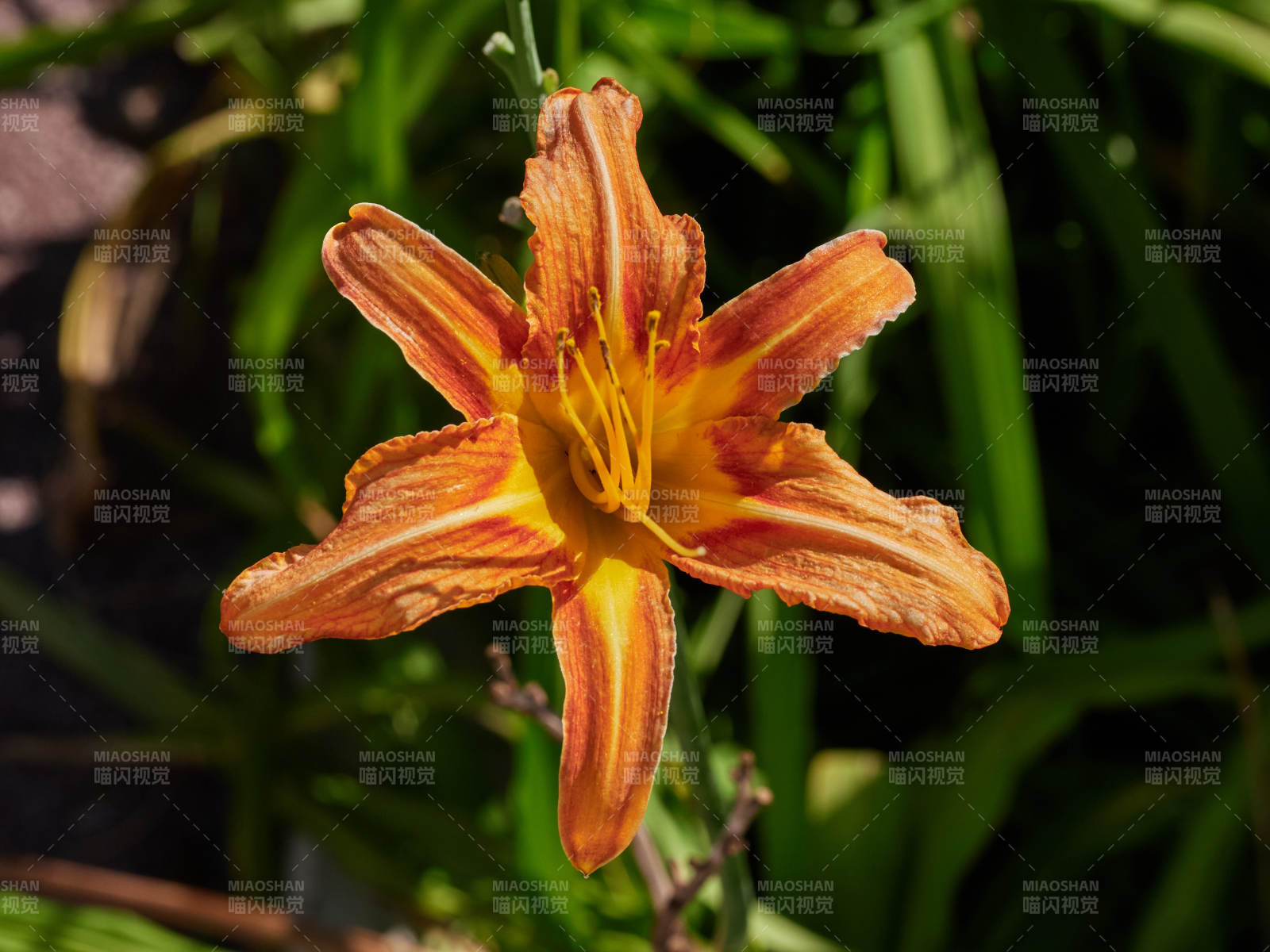 橙黄萱草绽放图片