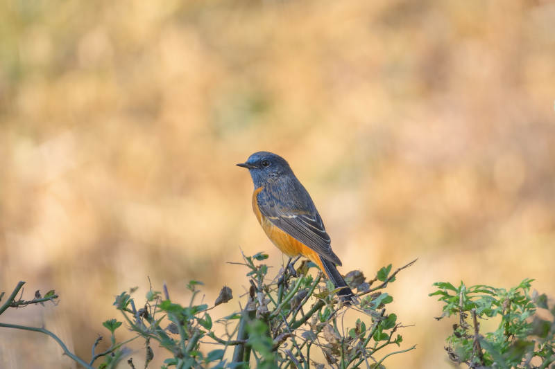 蓝额红尾鸲栖枝头图片