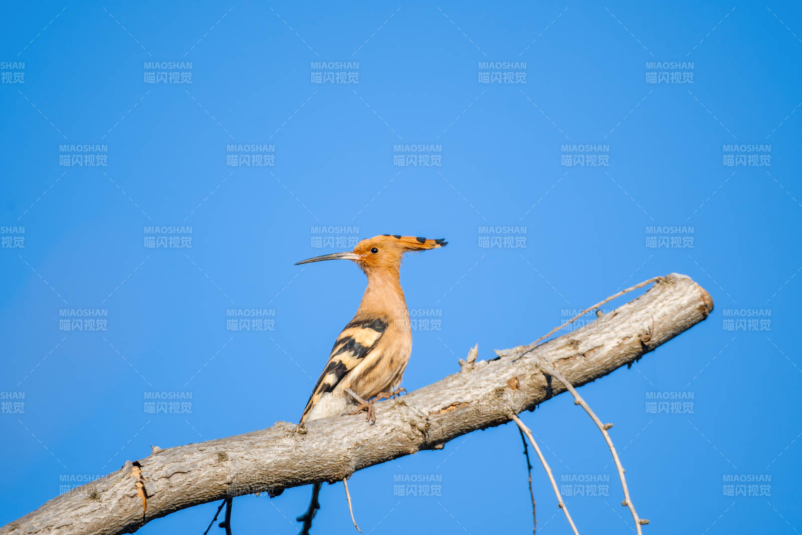 戴胜鸟栖枝头图片