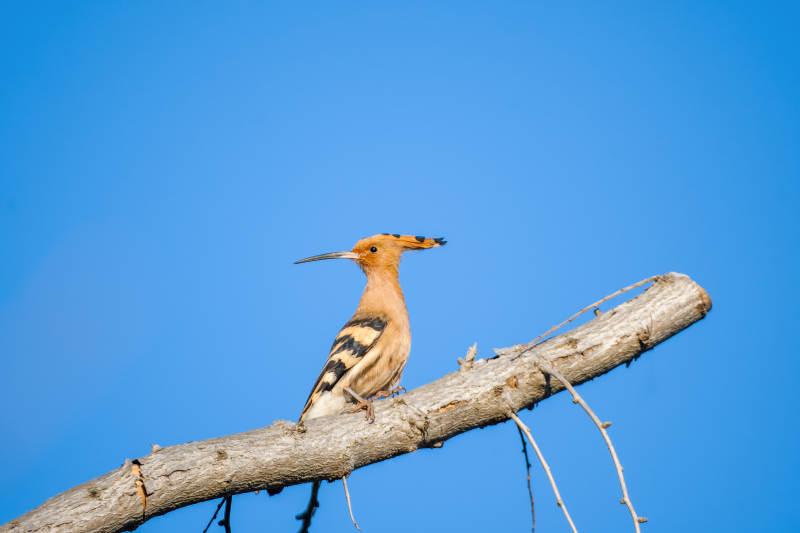 戴胜鸟栖枝头图片
