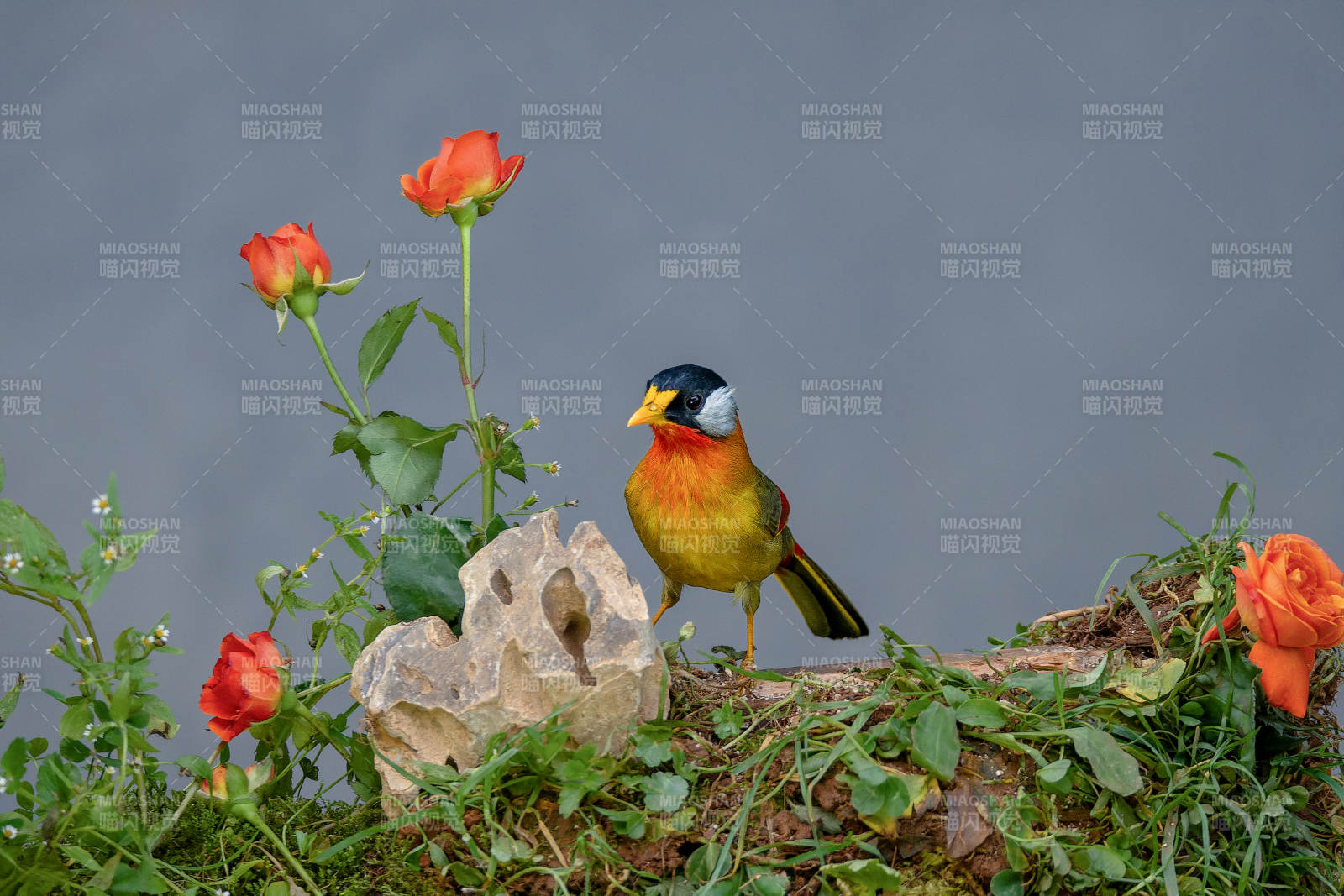 花丛中的银耳相思鸟图片