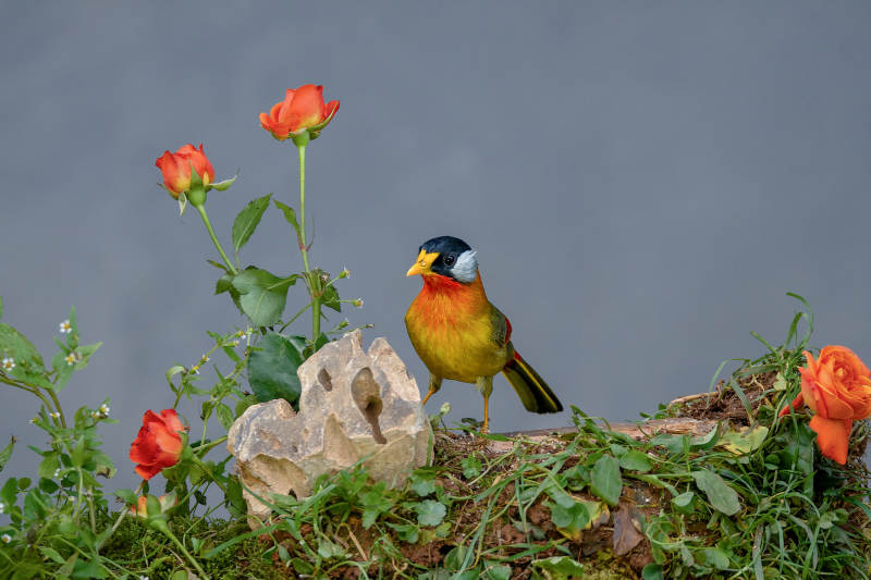 花丛中的银耳相思鸟图片
