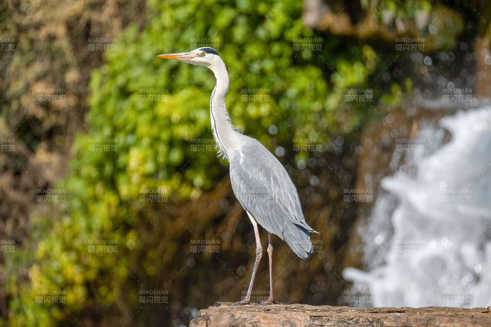灰鹭静立水边图片