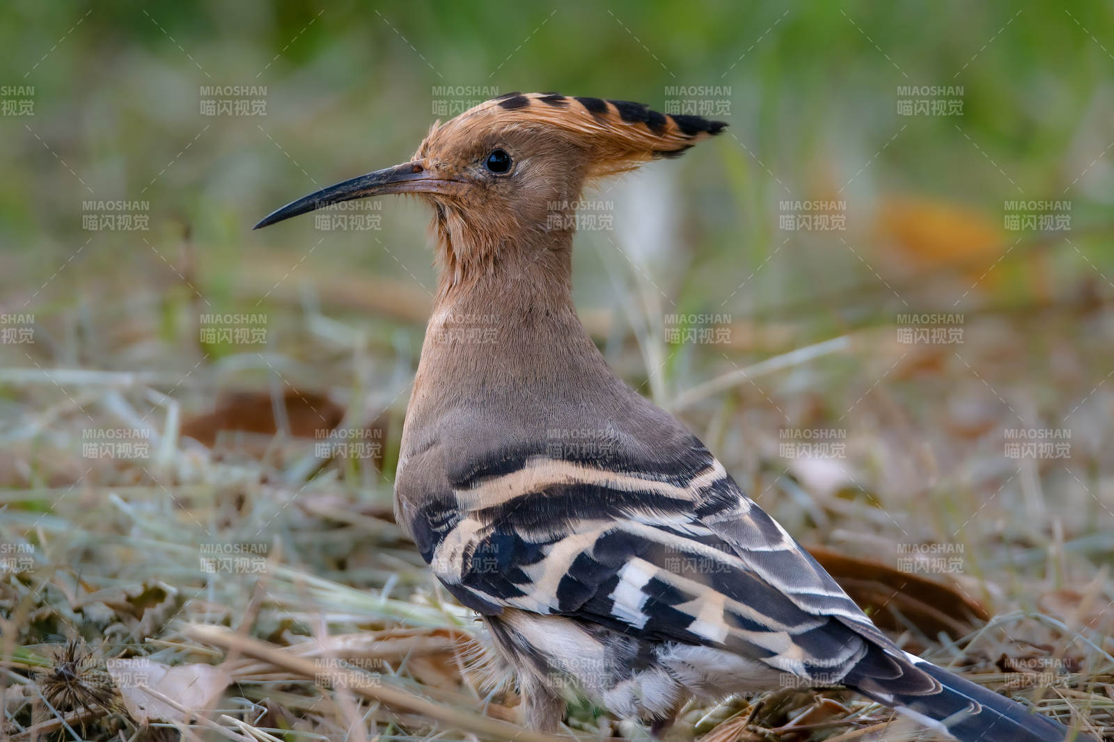 戴胜鸟栖息草丛图片