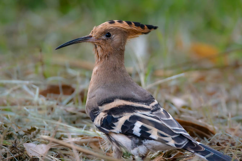 戴胜鸟栖息草丛图片