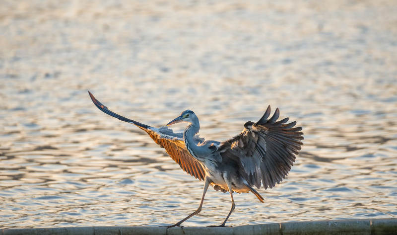 苍鹭展翅水边图片