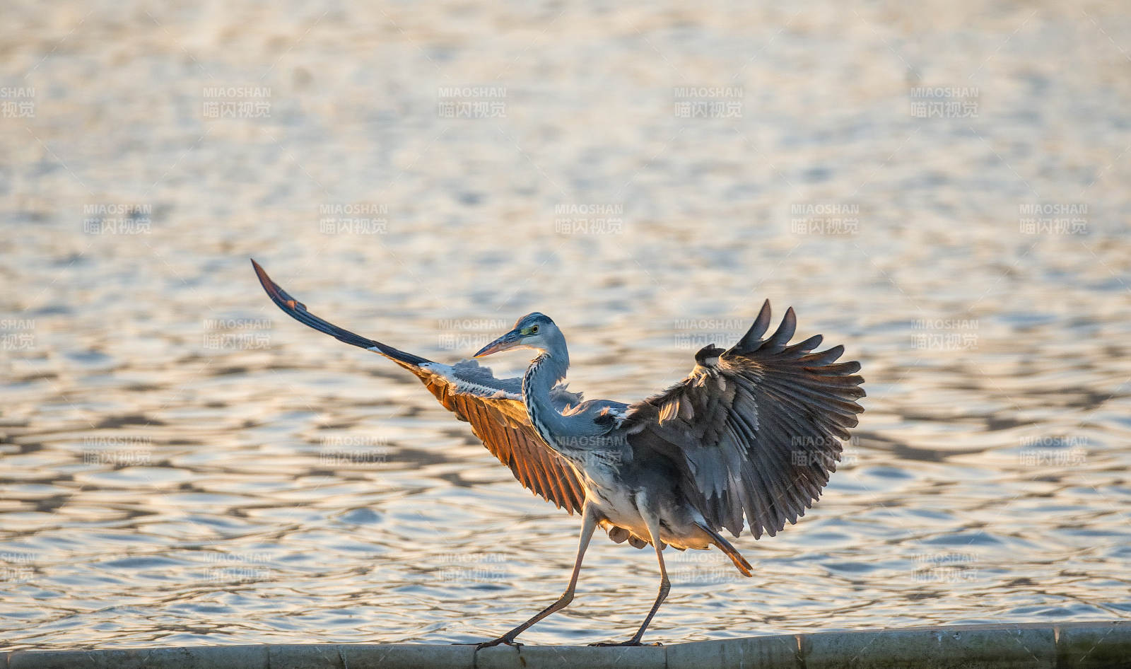 苍鹭展翅水边图片