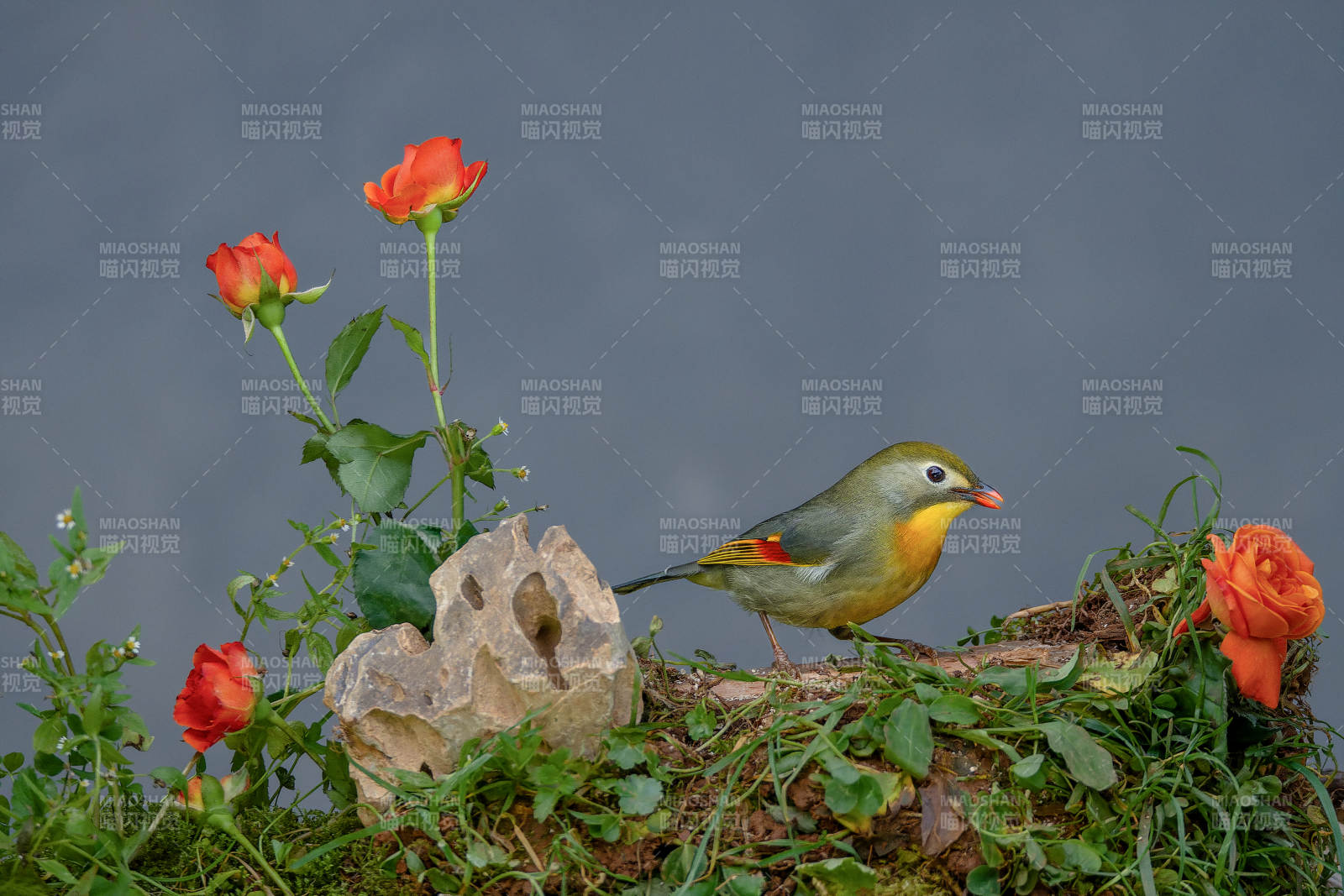 花间红嘴相思鸟栖息图片