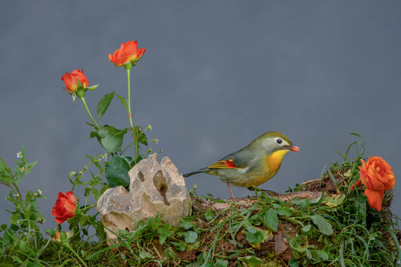 花间红嘴相思鸟栖息图片