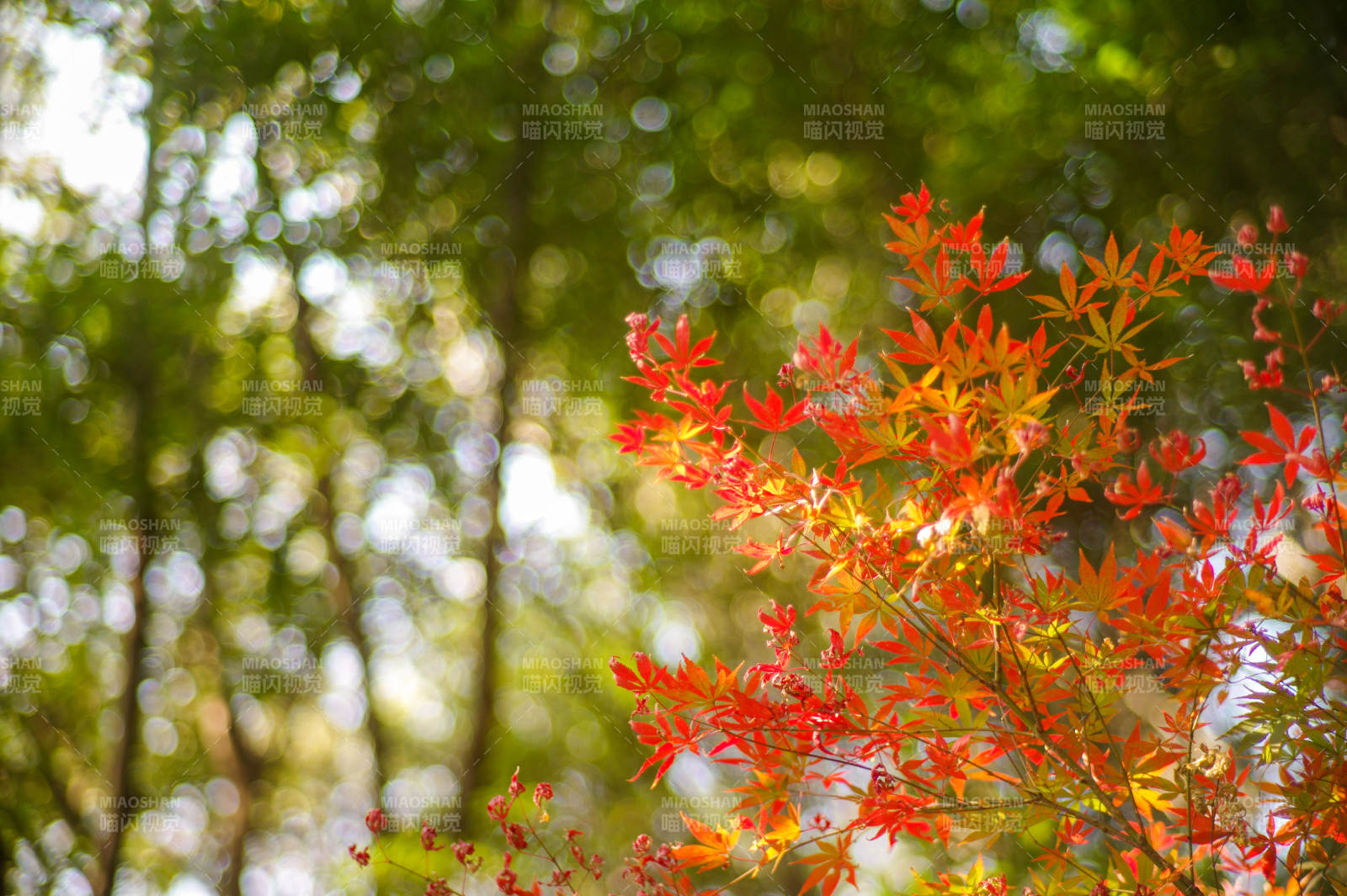 秋叶红艳映林间图片