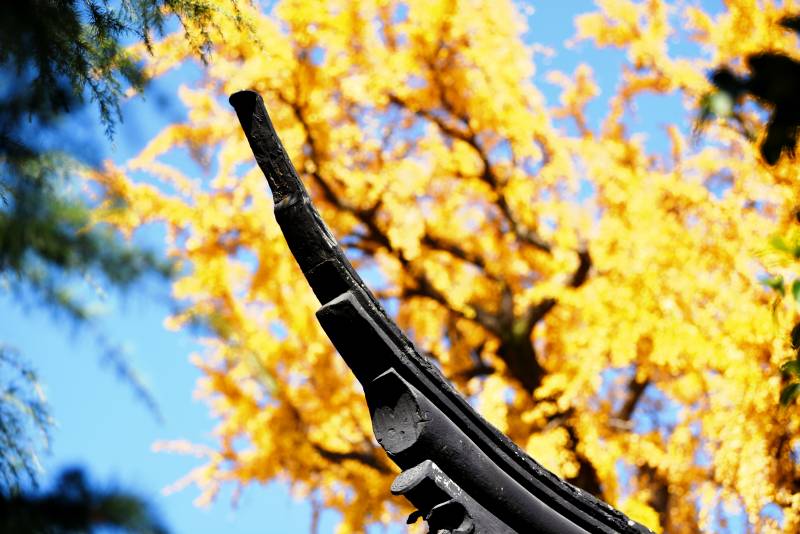 秋色映古檐图片