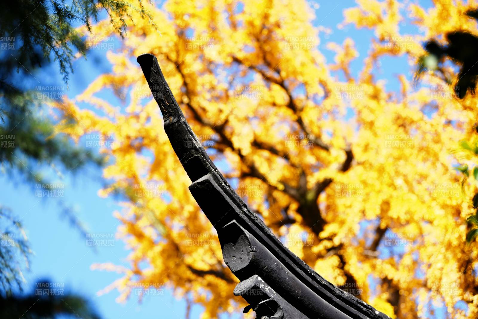 秋色映古檐图片