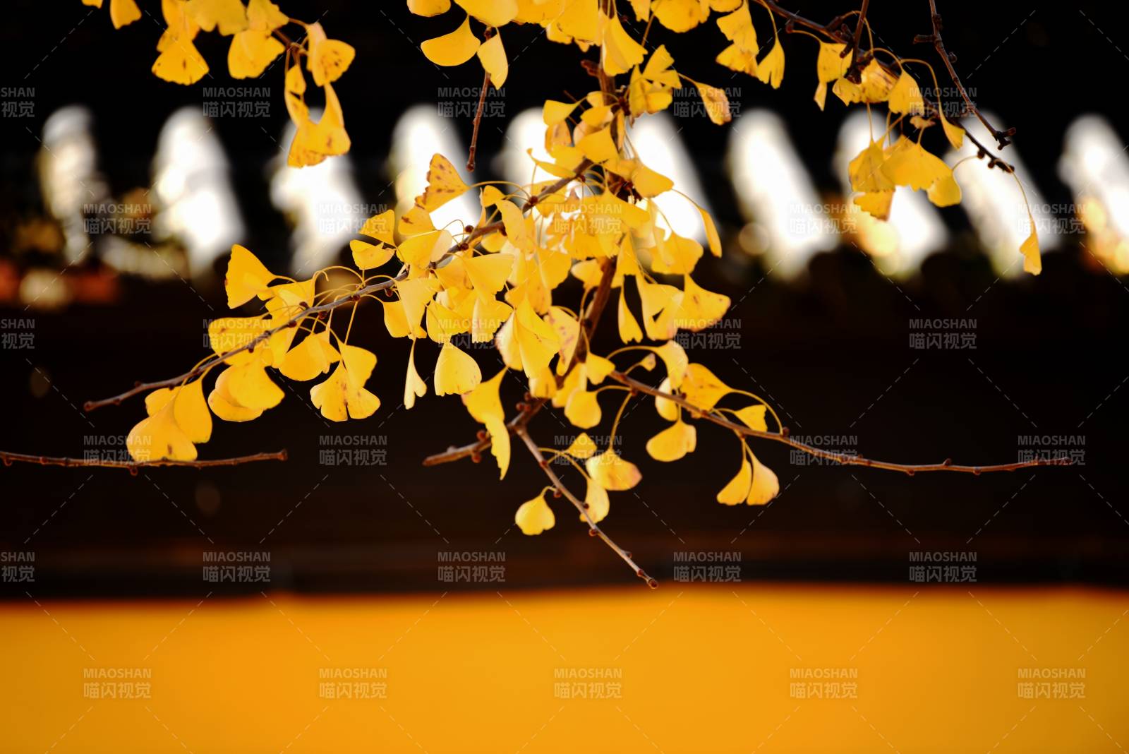 秋叶金黄 静谧之美图片