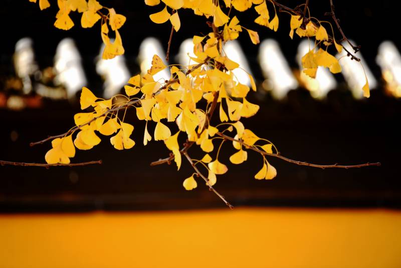 秋叶金黄 静谧之美图片