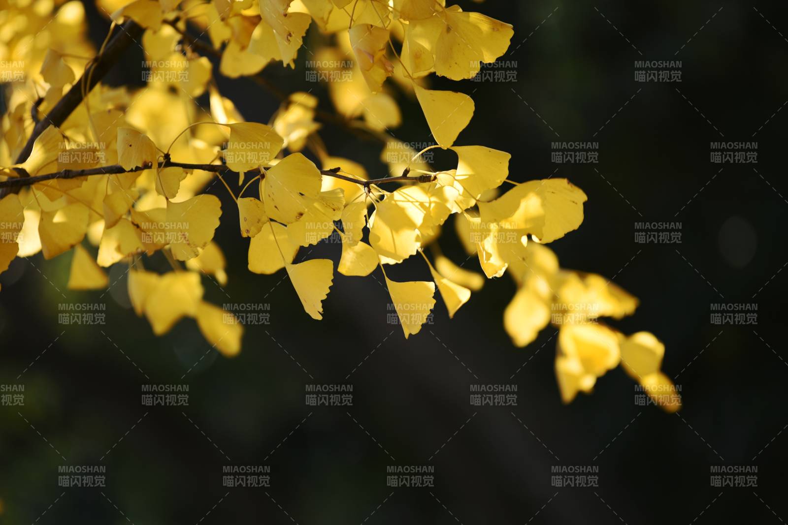 金叶秋光图片