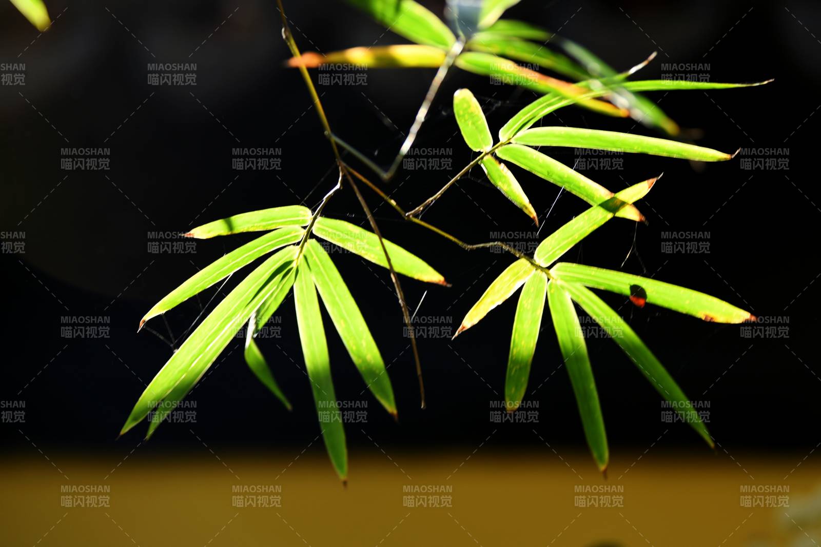 竹叶轻舞光影间图片