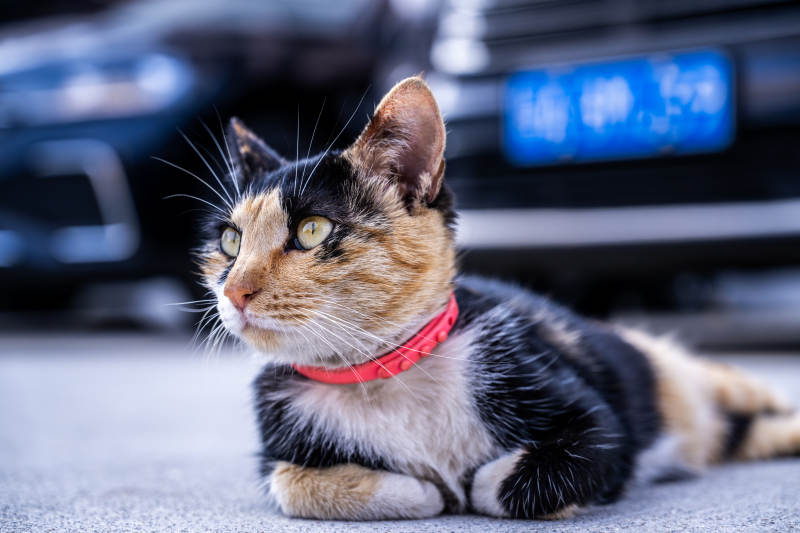 猫咪静卧街头图片