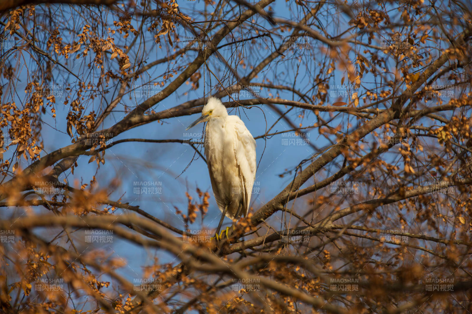 白鹭栖枝头图片