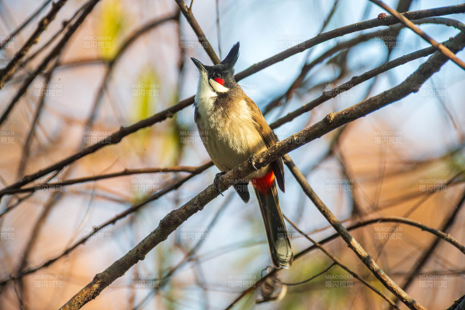红耳鹎栖枝头图片