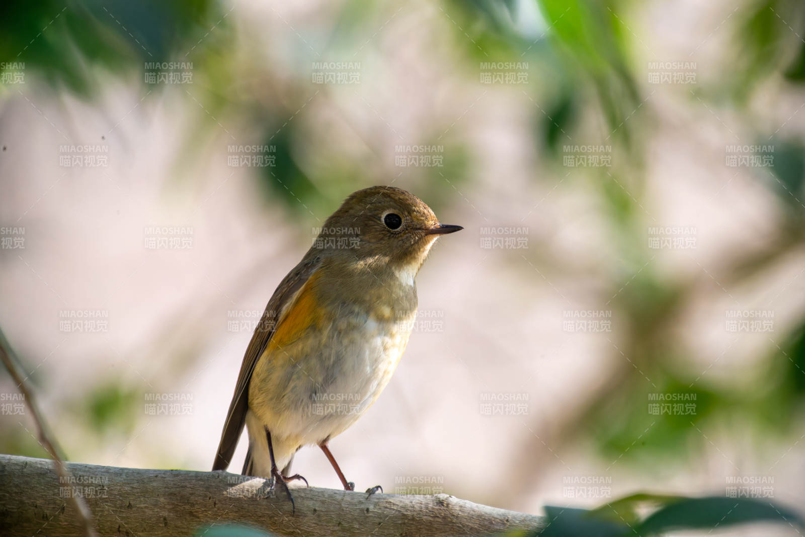 红胁蓝尾鸲栖枝 静谧自然图片