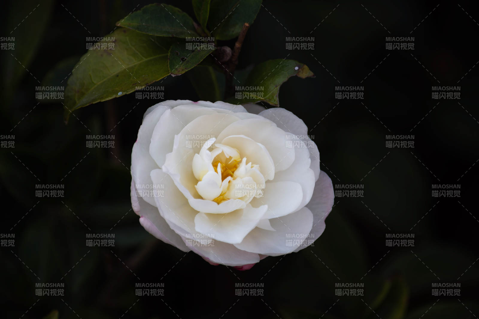 洁白玫瑰绽放图片