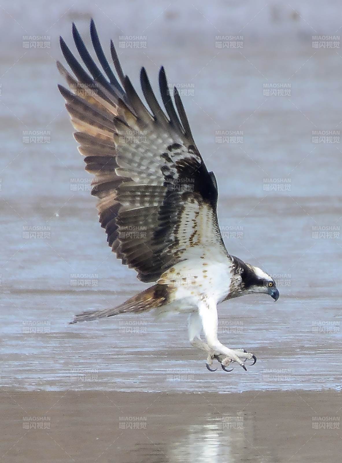 鹗鸟低飞捕猎瞬间图片