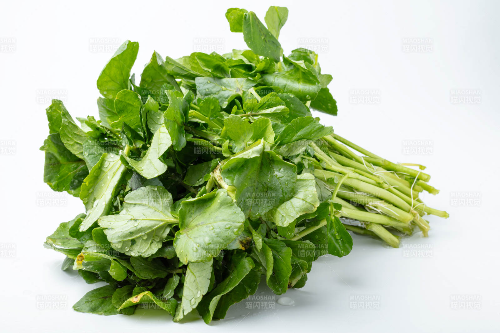 新鲜西洋菜图片