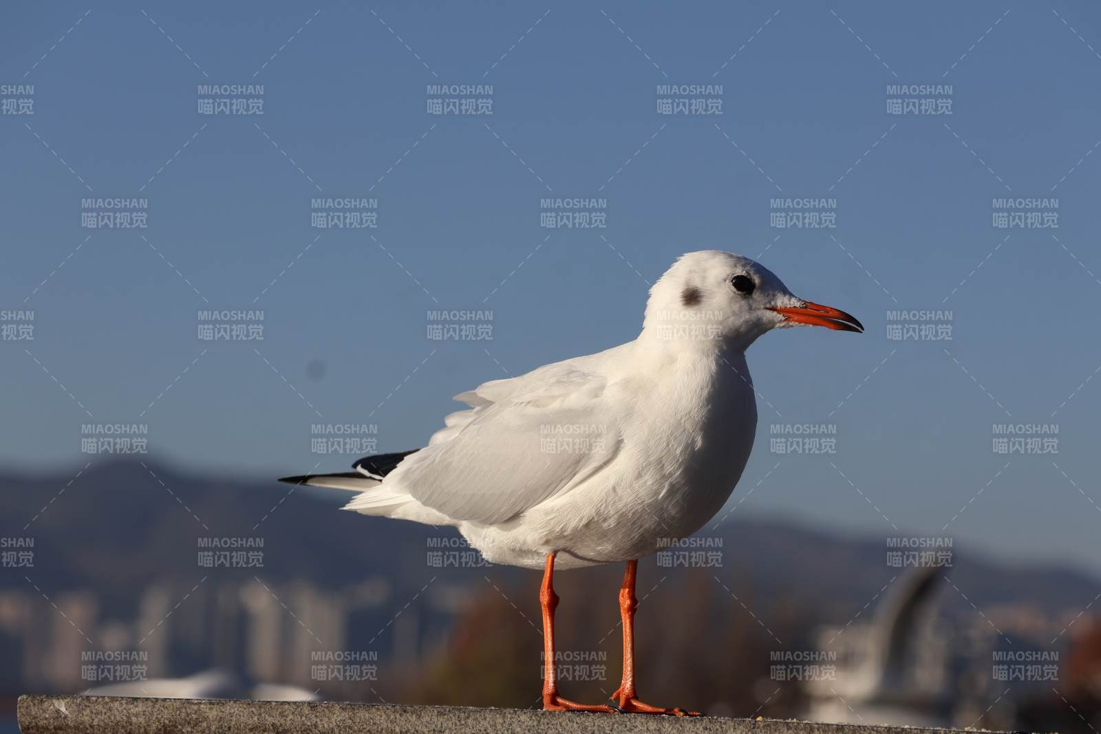 白鸥静立观景图片