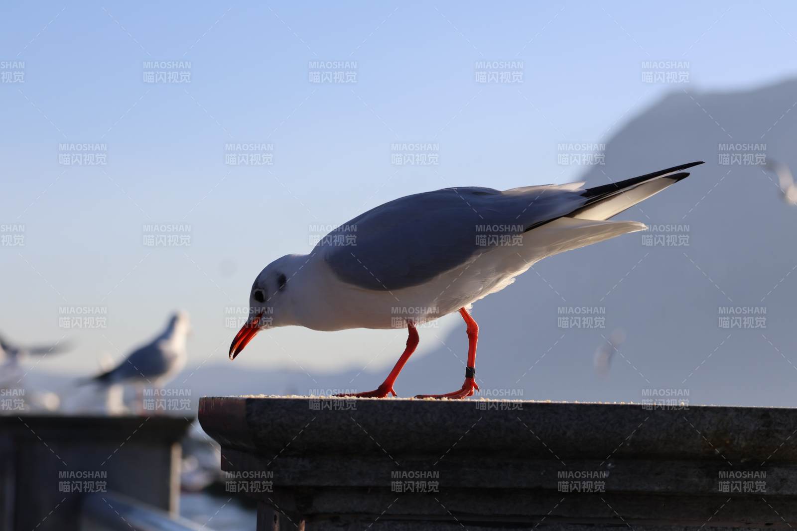 滇池 海鸥栖息栏杆上图片