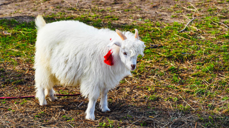 白羊戴红花图片
