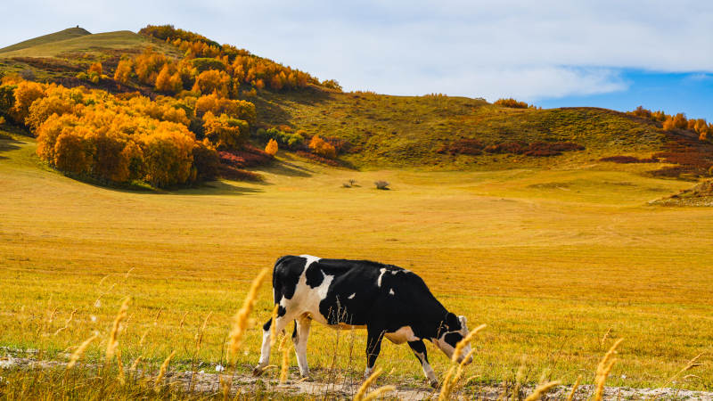 乌兰布统秋野牧牛图图片
