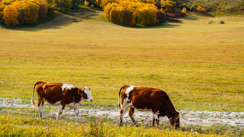 乌兰布统秋日牧场牛群悠然图片