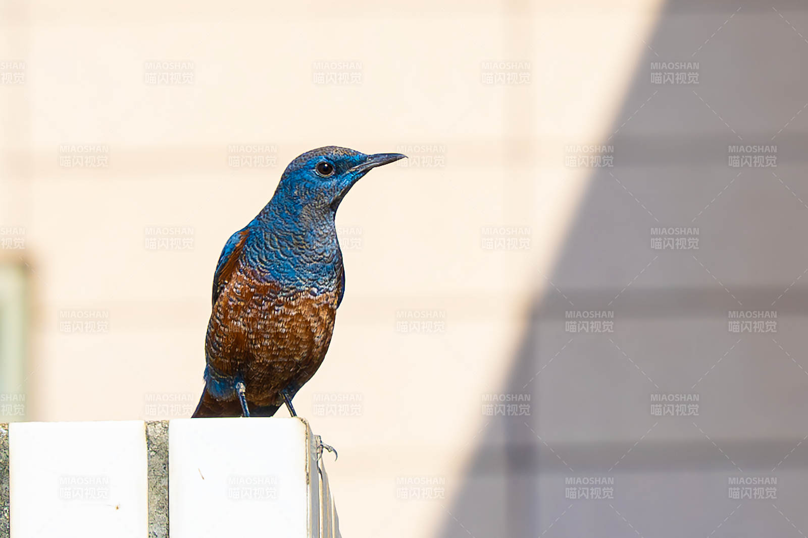 蓝羽鸟栖息栏杆图片