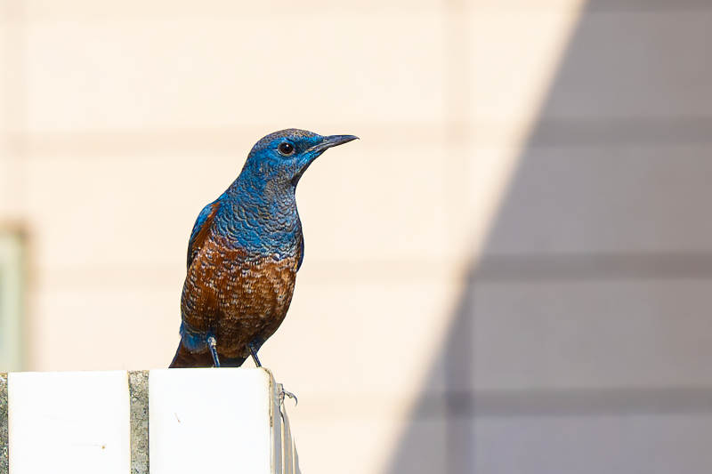 蓝羽鸟栖息栏杆图片