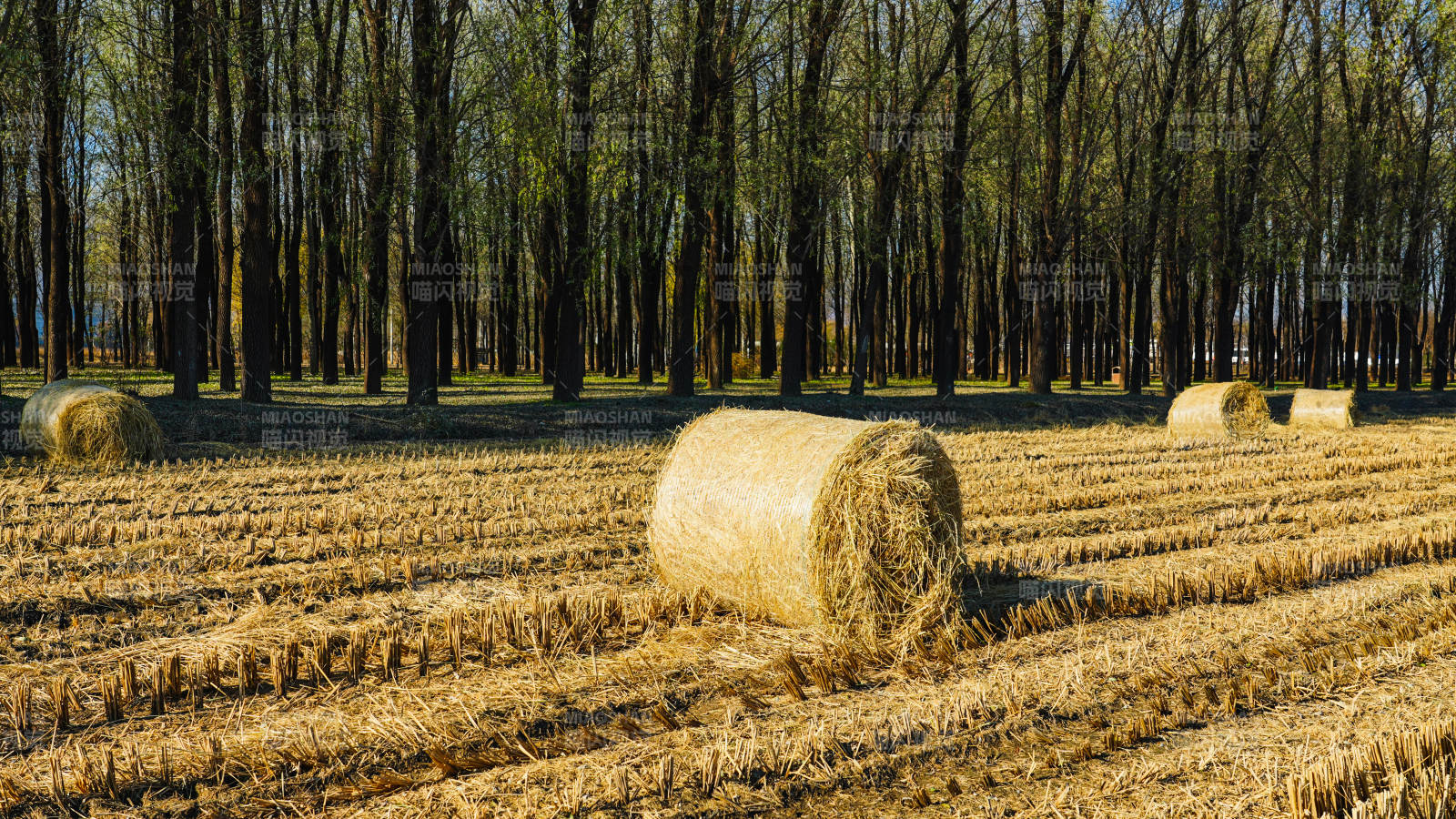 金秋麦田草垛图片