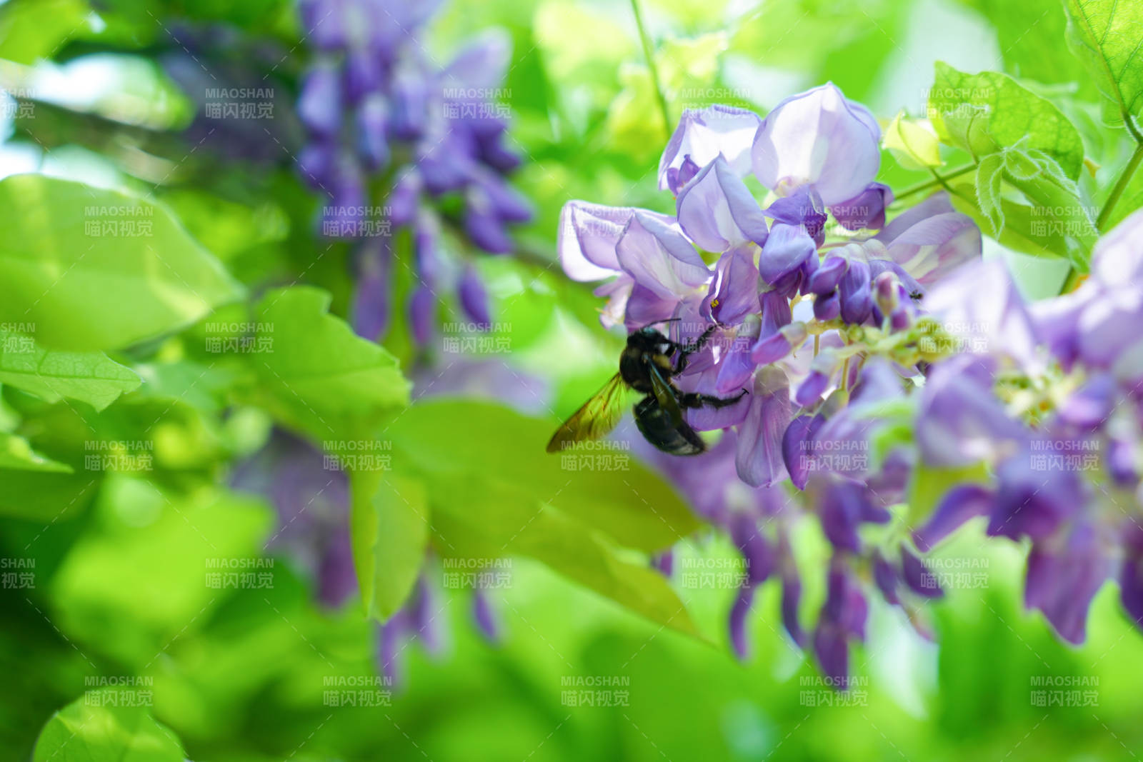 蜂采紫藤花图片