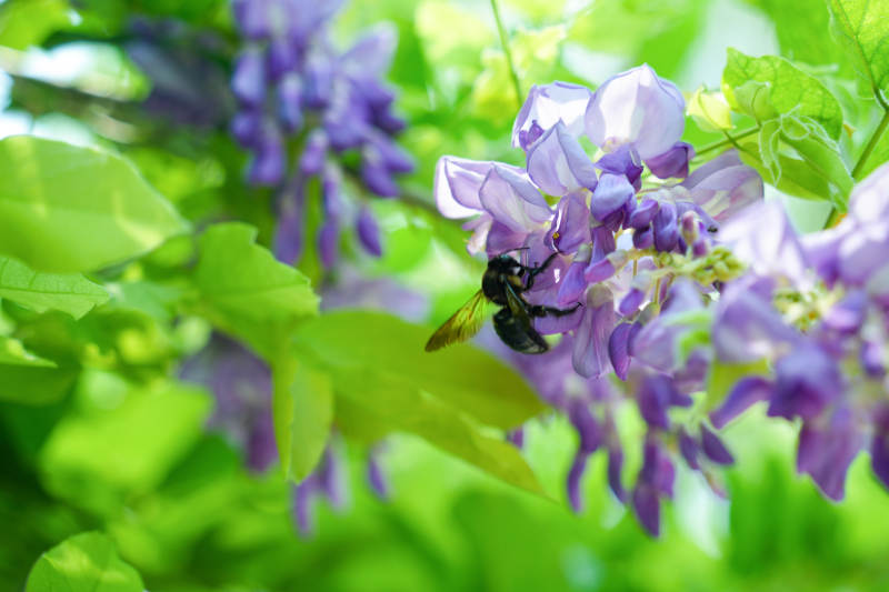 蜂采紫藤花图片