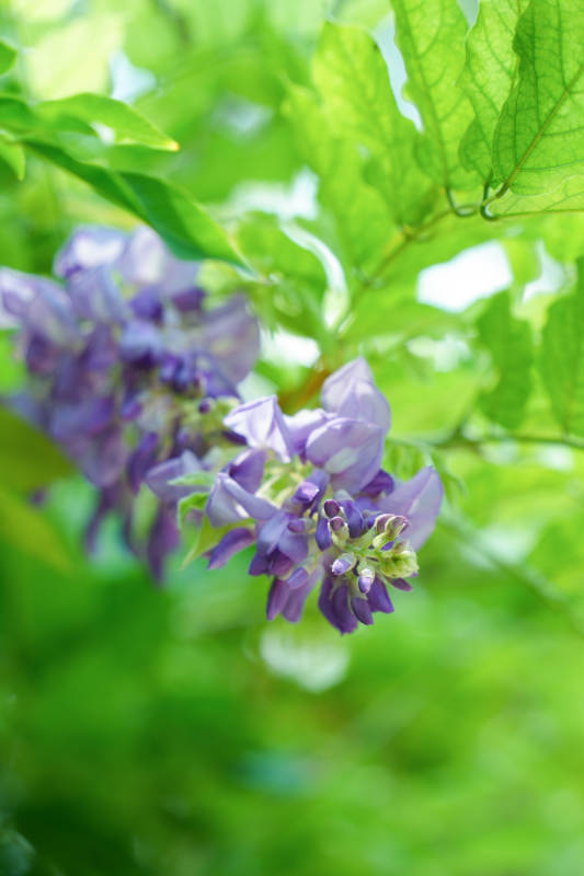 紫藤花绽放于绿叶间图片