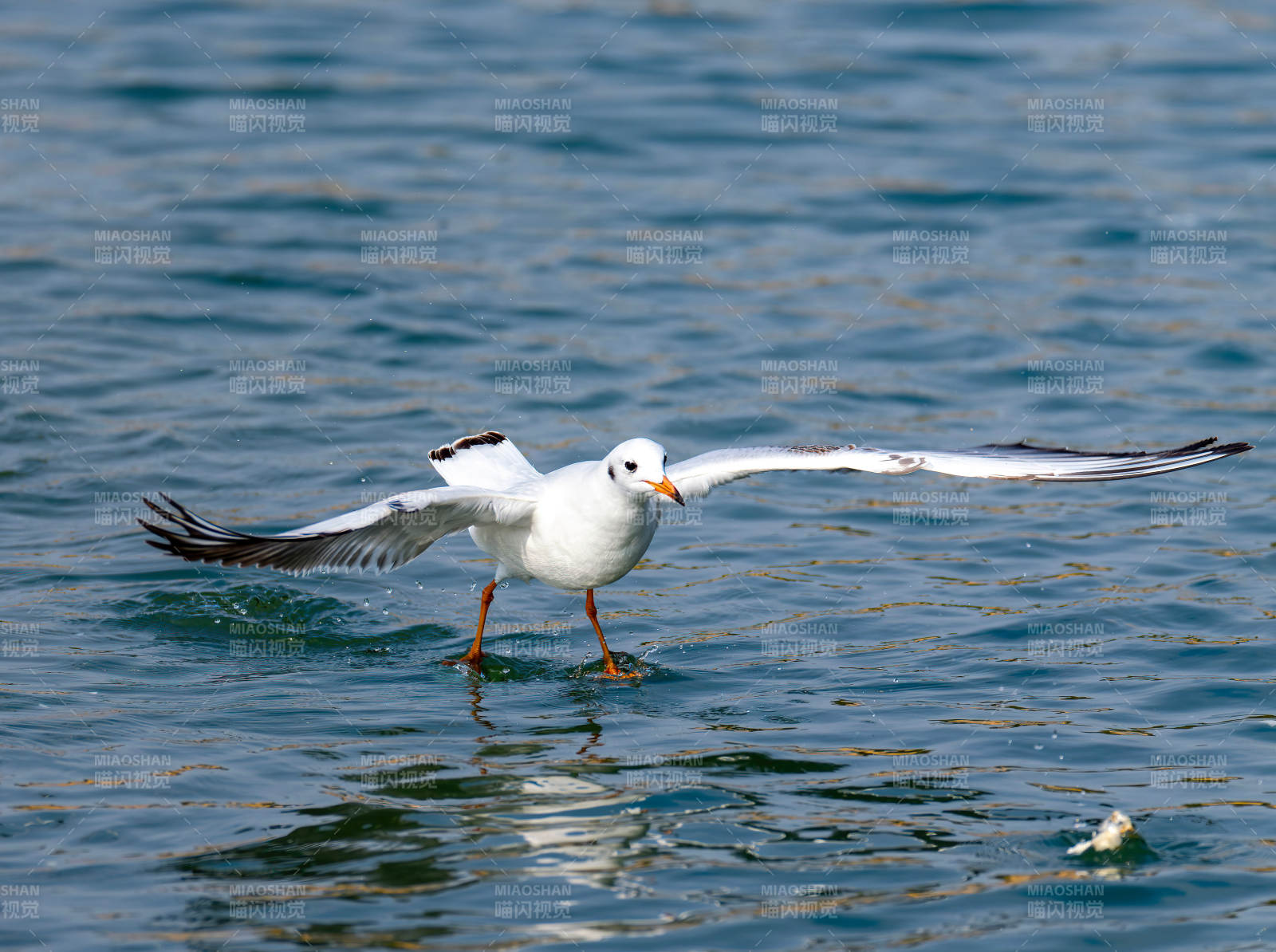 海鸥掠水而行图片