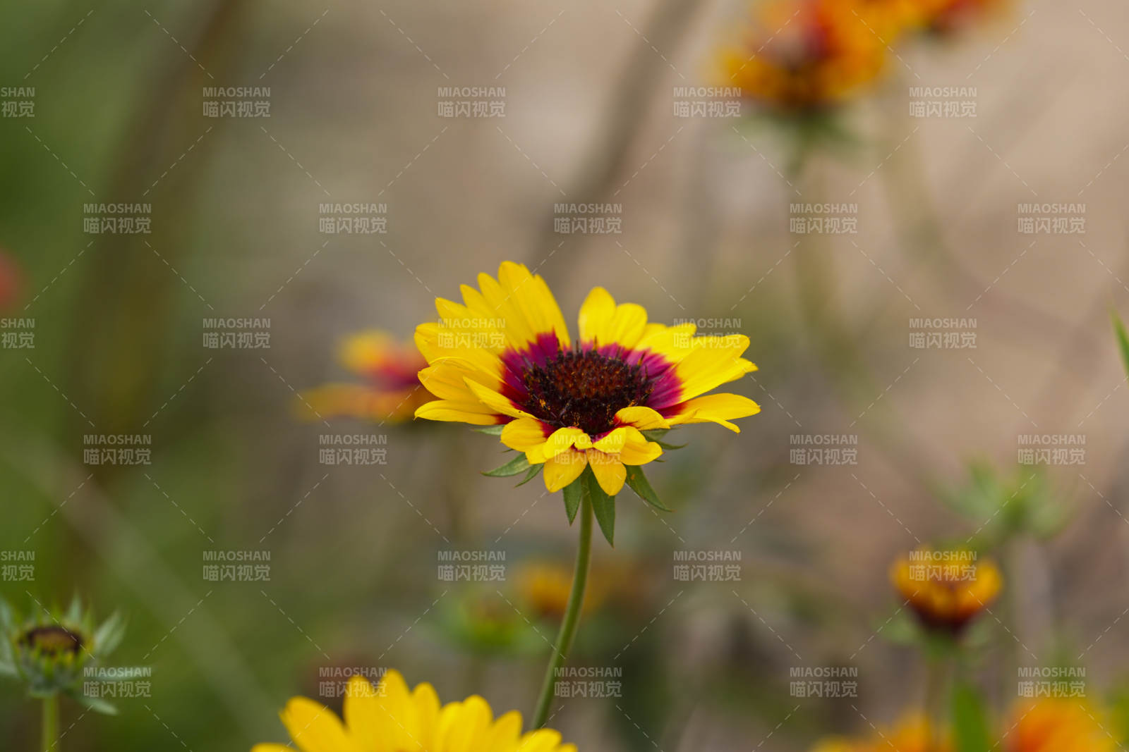黄花紫心绽放图片