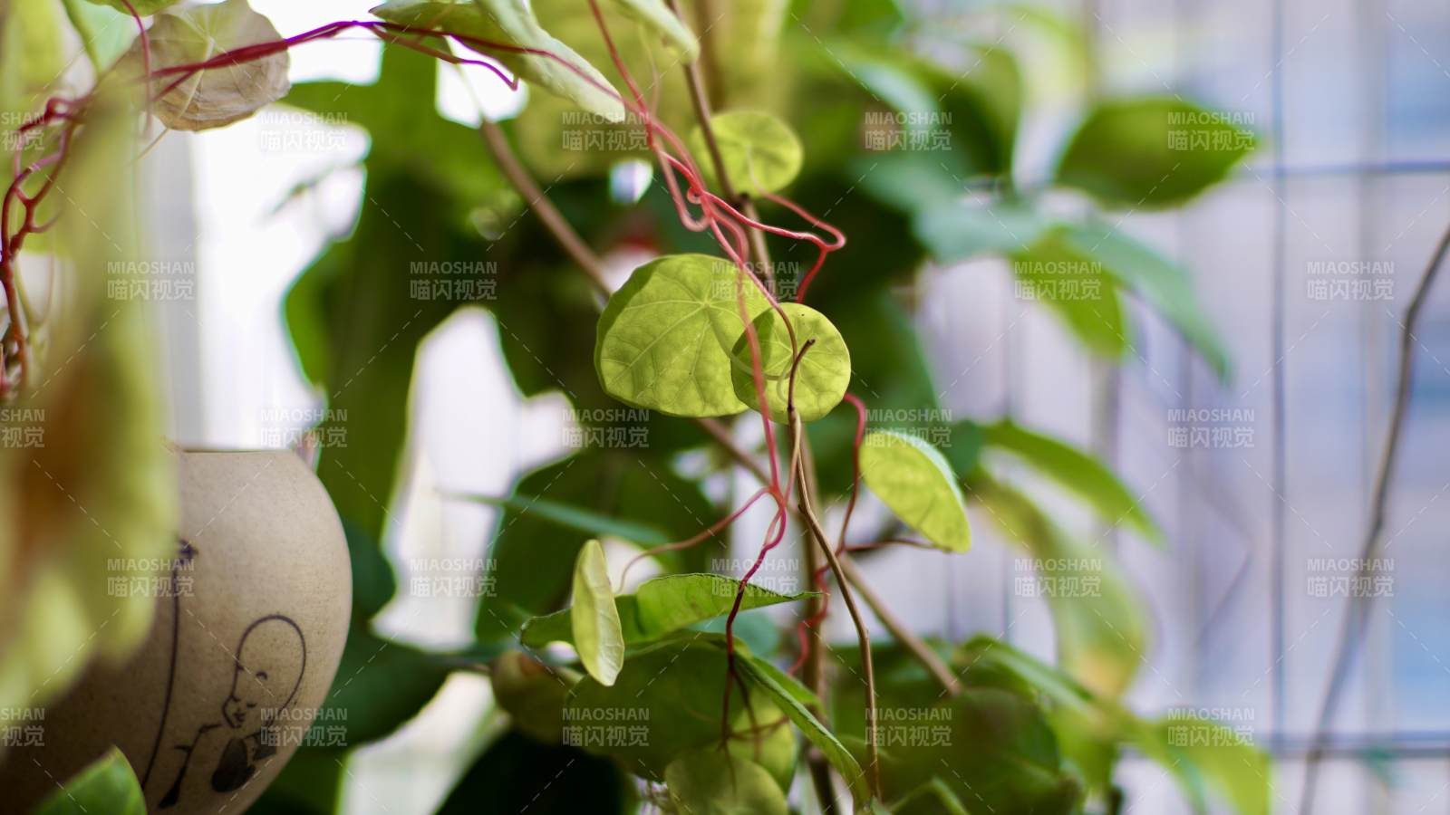 绿叶缠绕生机盎然图片