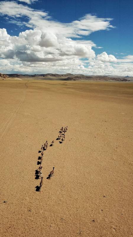 羌塘无人区的动物迁徙图片