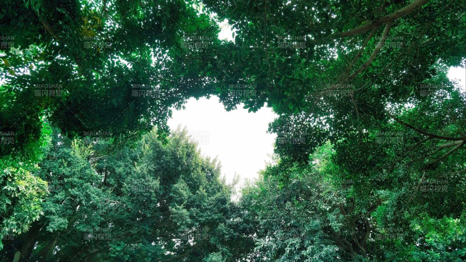 绿树成荫 天空如画图片