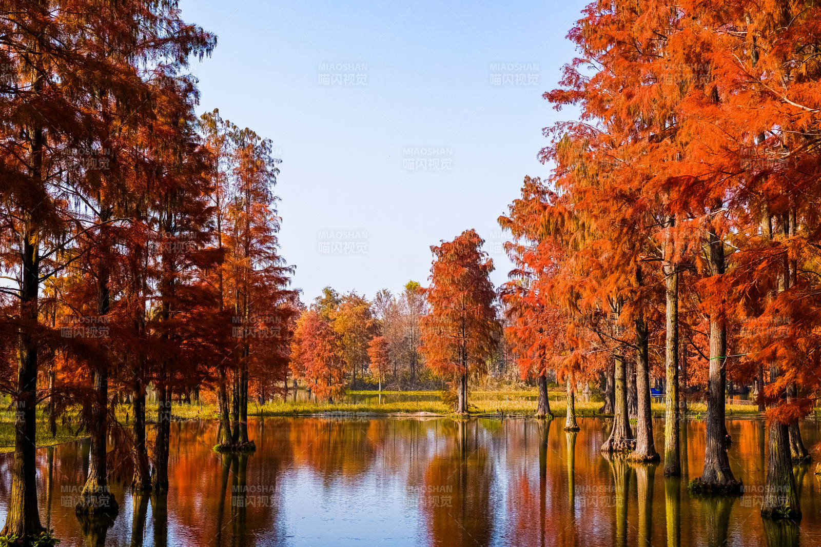 上海·青西郊野公园·水杉图片