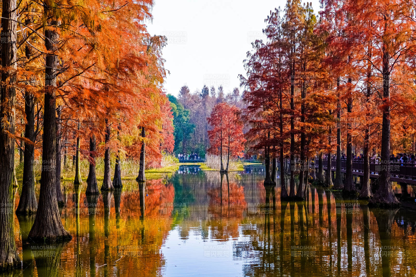上海·青西郊野公园·水杉图片