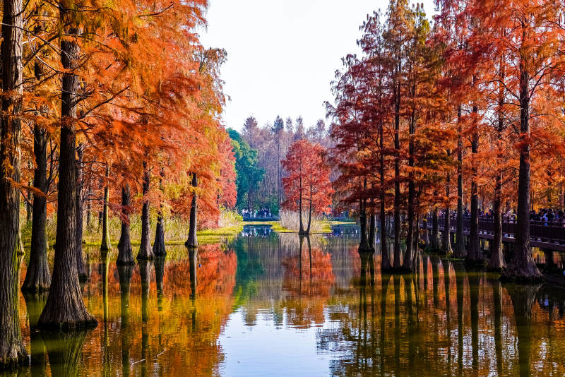 上海·青西郊野公园·水杉图片