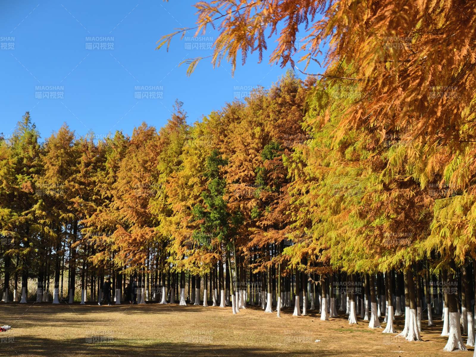 秋林金黄 静谧如画图片