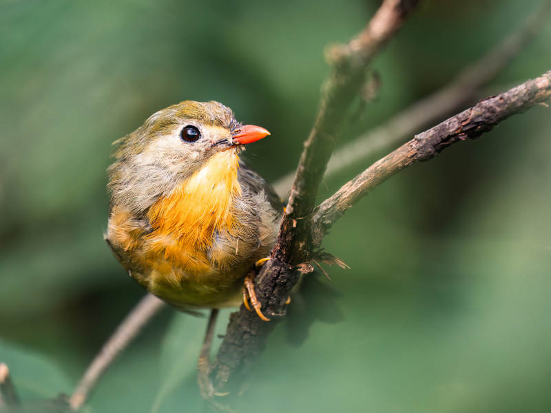 橙腹小鸟栖枝头图片